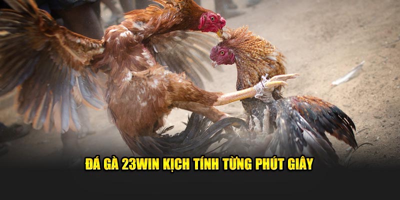 Đá gà 23Win kịch tính từng phút giây